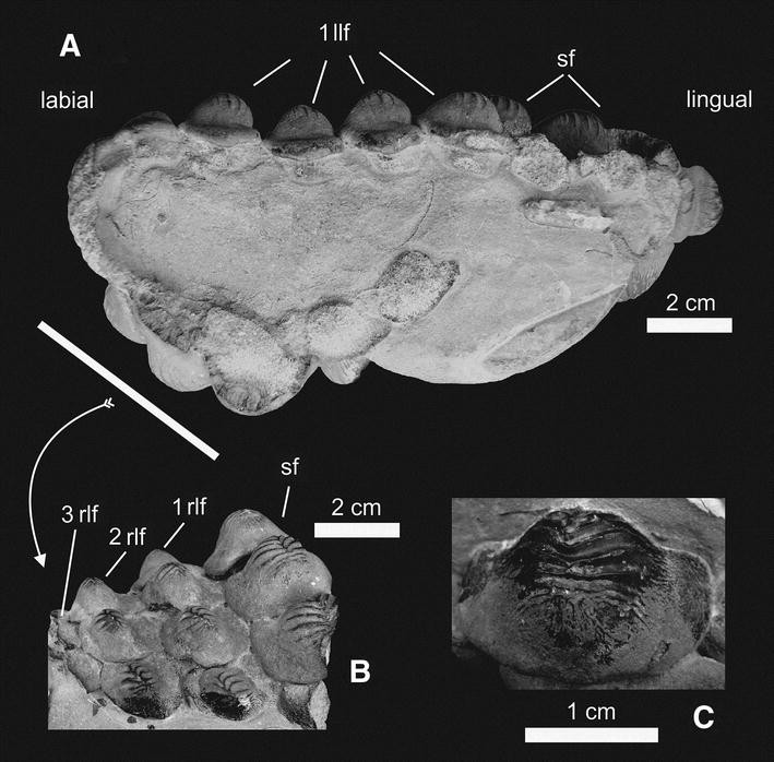 Fig. 3