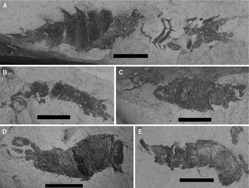 Fig. 2