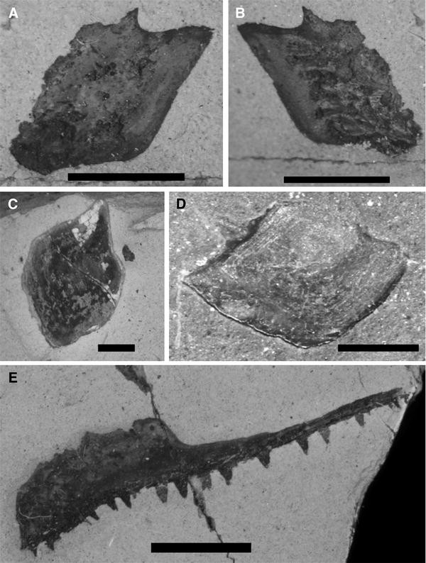 Fig. 4