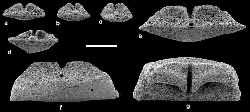 Fig. 7