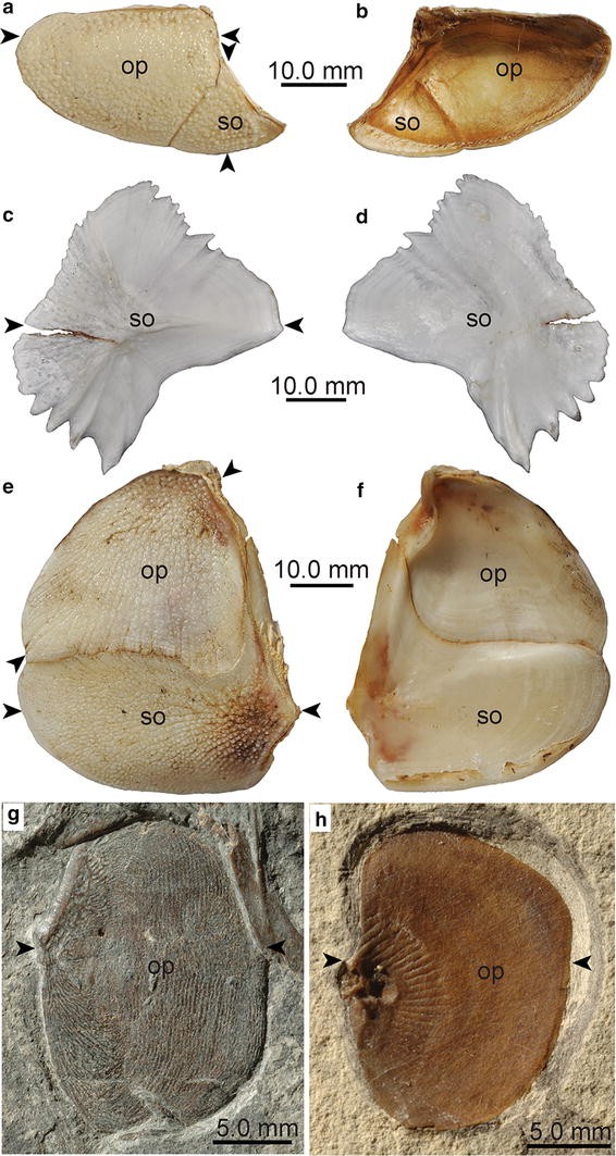 Fig. 2