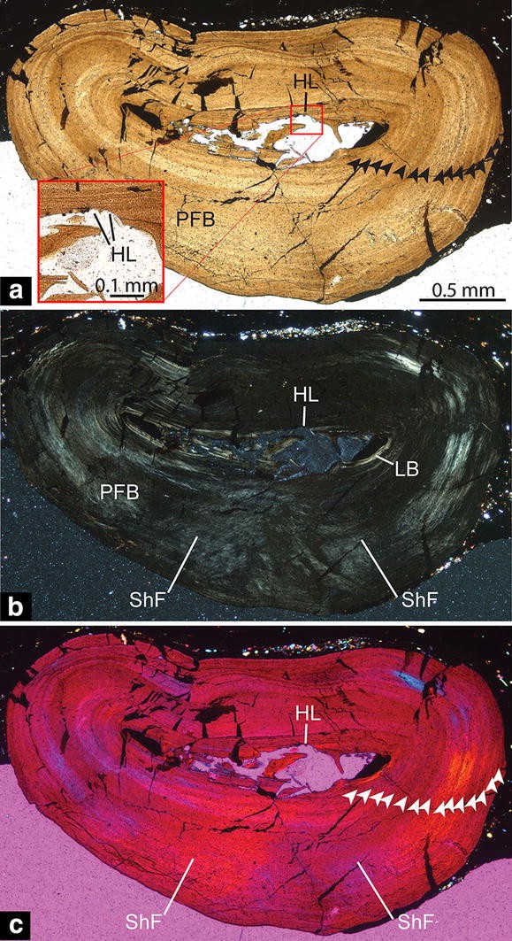 Fig. 7