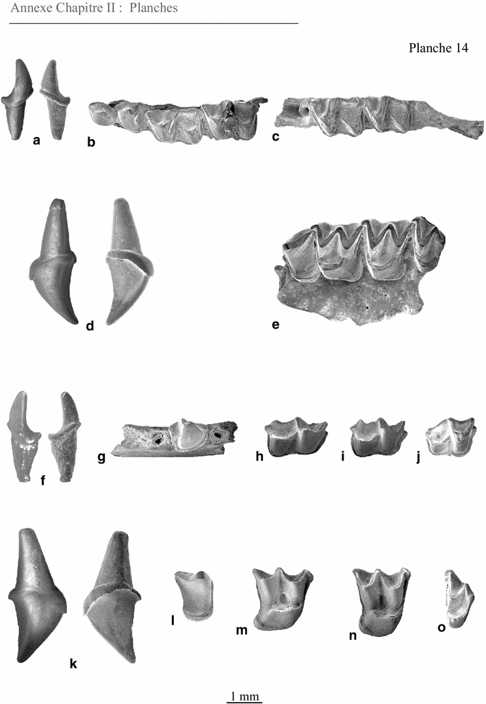 Plate 14