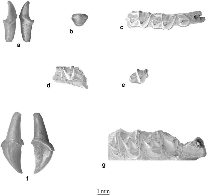 Plate 21