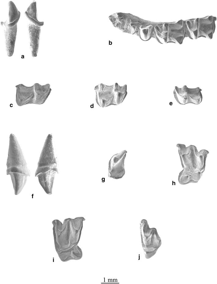 Plate 3