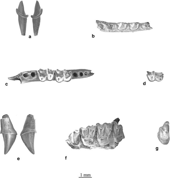 Plate 4