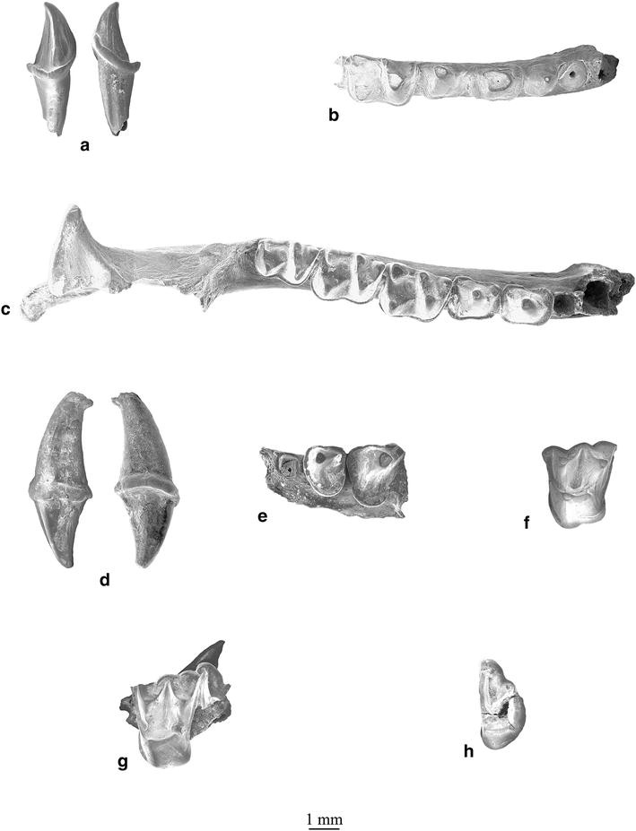 Plate 6