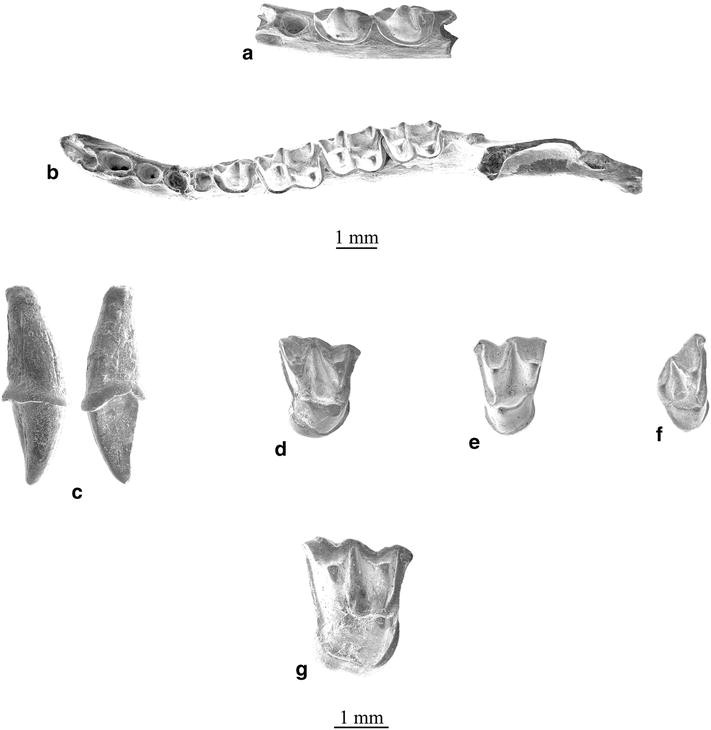 Plate 8