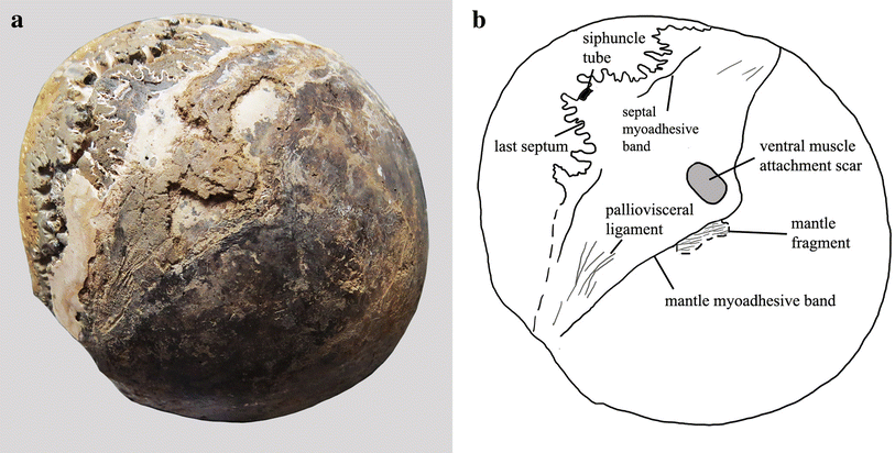 Fig. 1