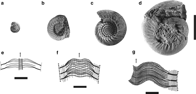 Fig. 4