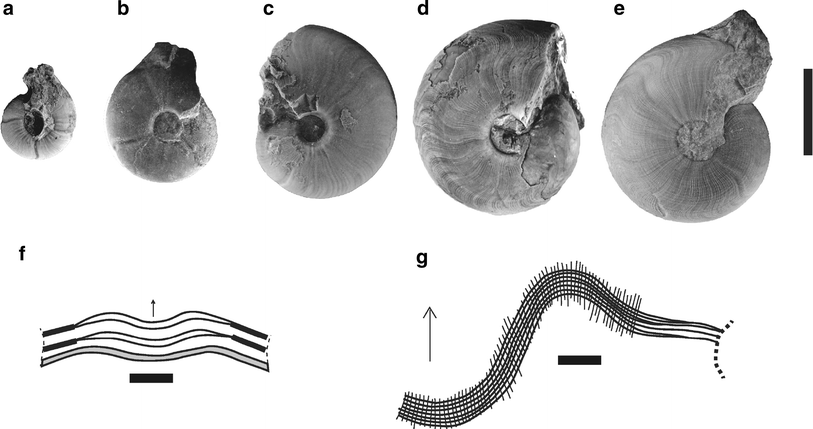 Fig. 5