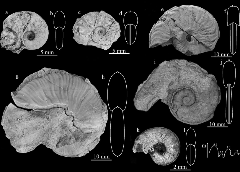 Fig. 5