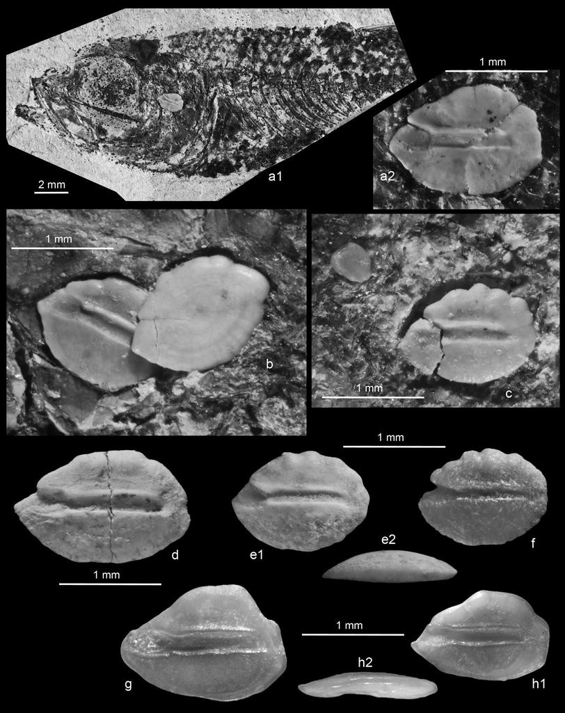 Fig. 1