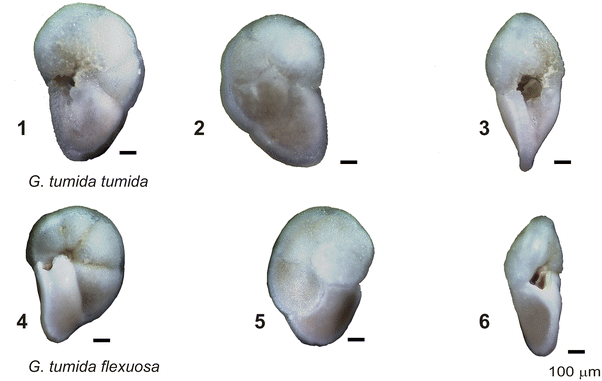 Fig. 20