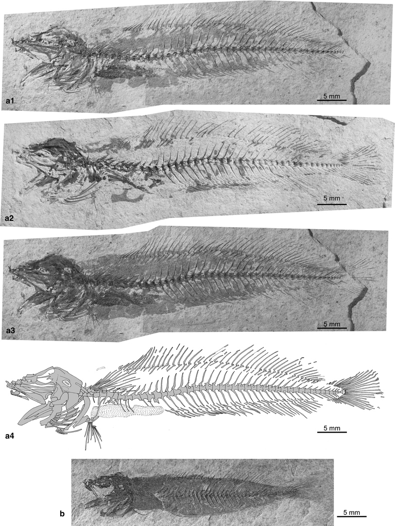 Fig. 5