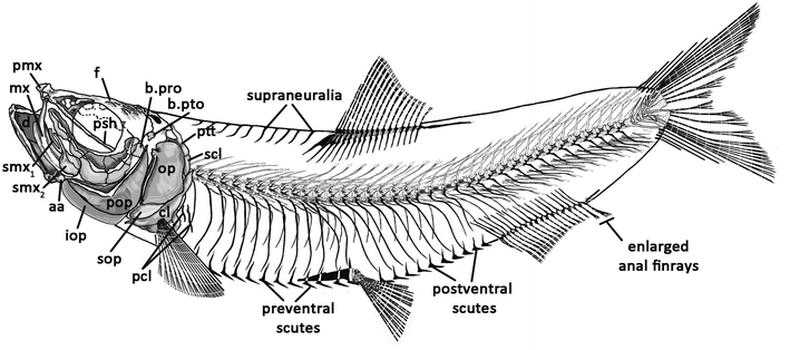 Fig. 1