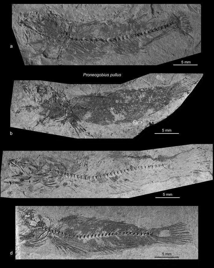 Fig. 6