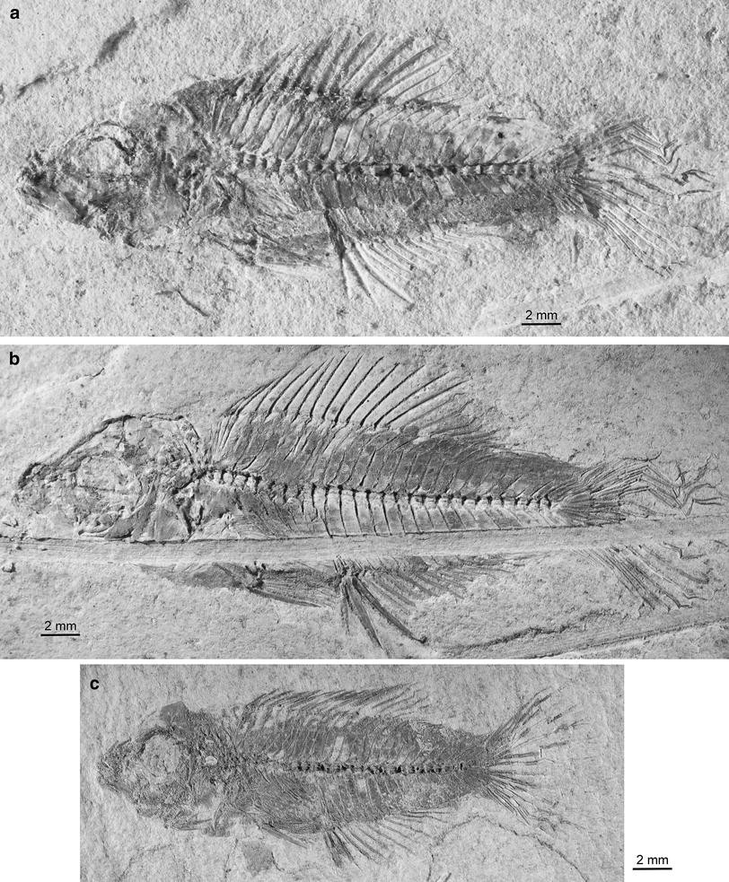 Fig. 3