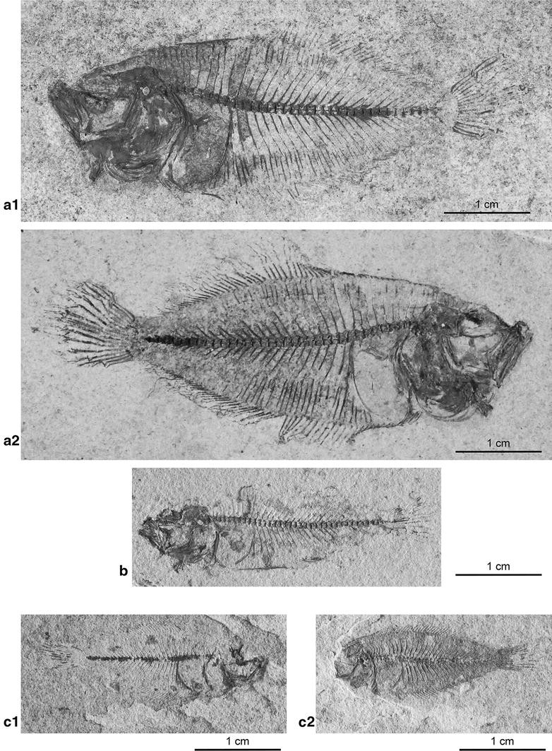 Fig. 1