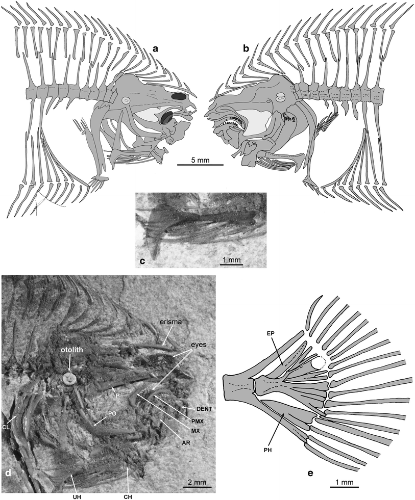 Fig. 5