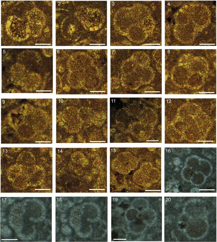 Thin-section Plate 2