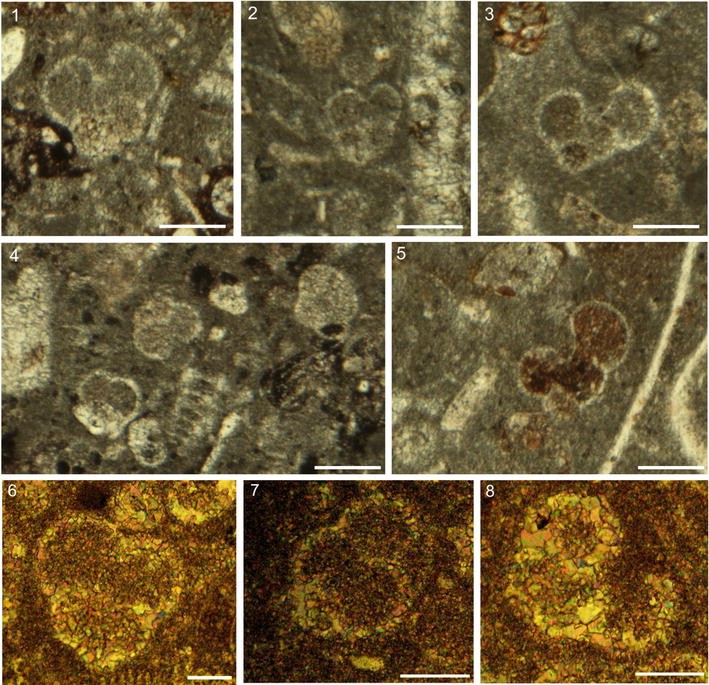 Thin-section Plate 3