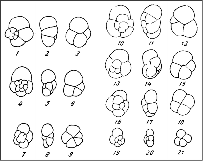 Type species Fig. 2