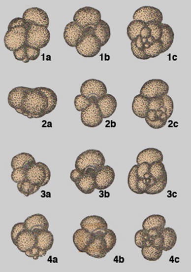 Type species Fig. 5