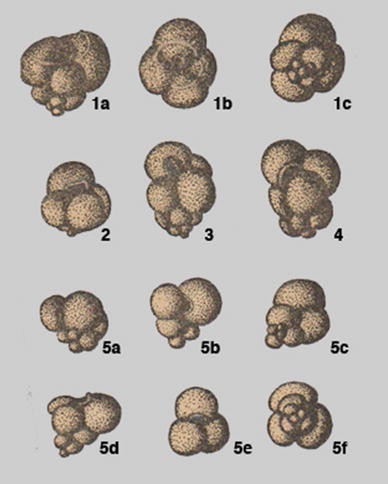 Type species Fig. 6