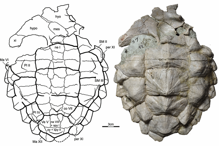 Fig. 8