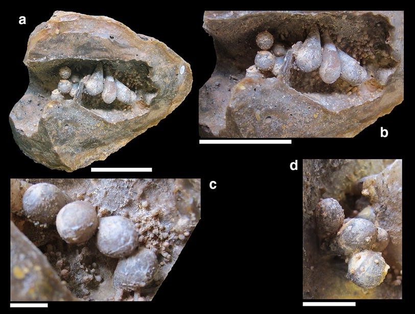 Fig. 1