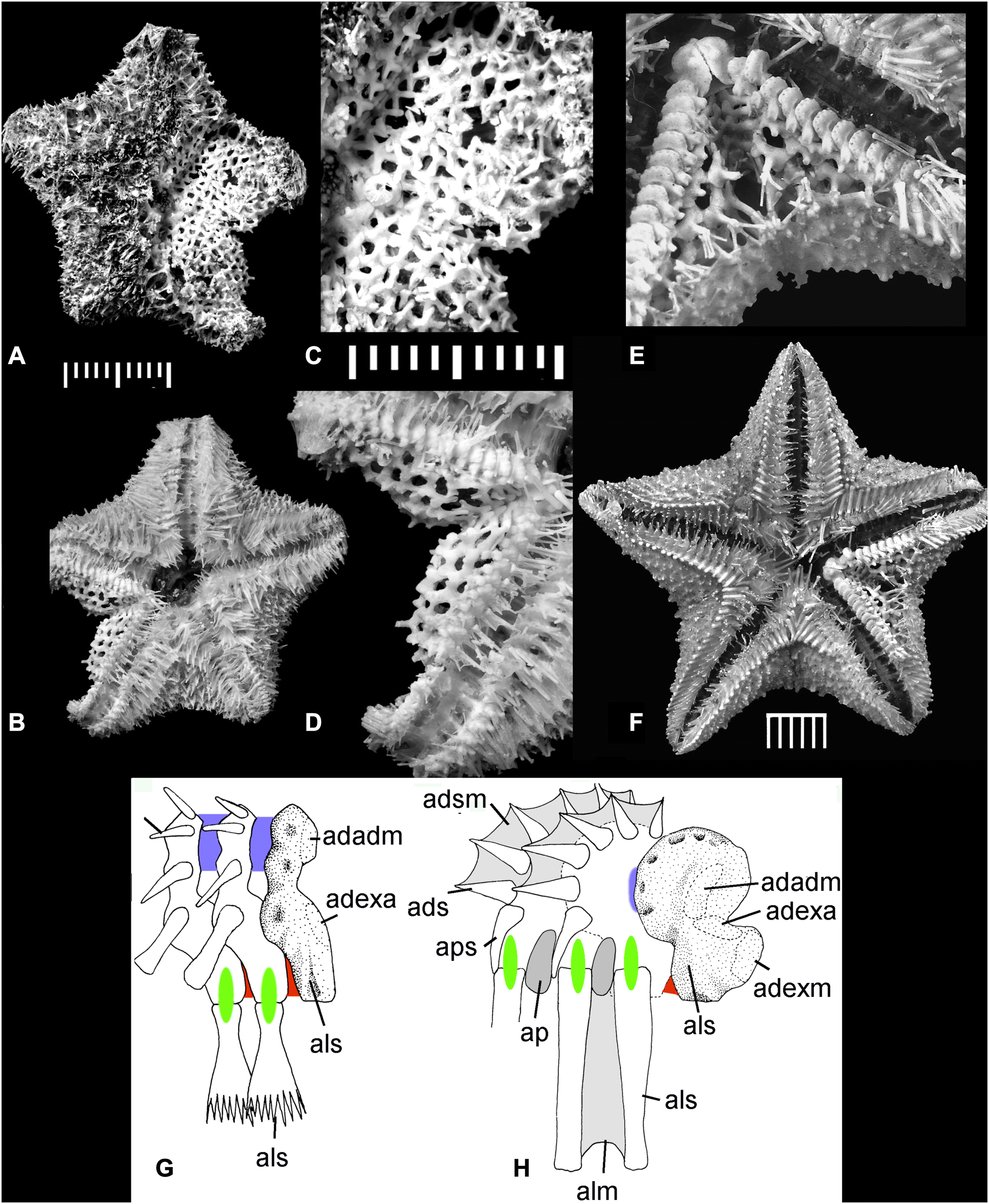 Fig. 1