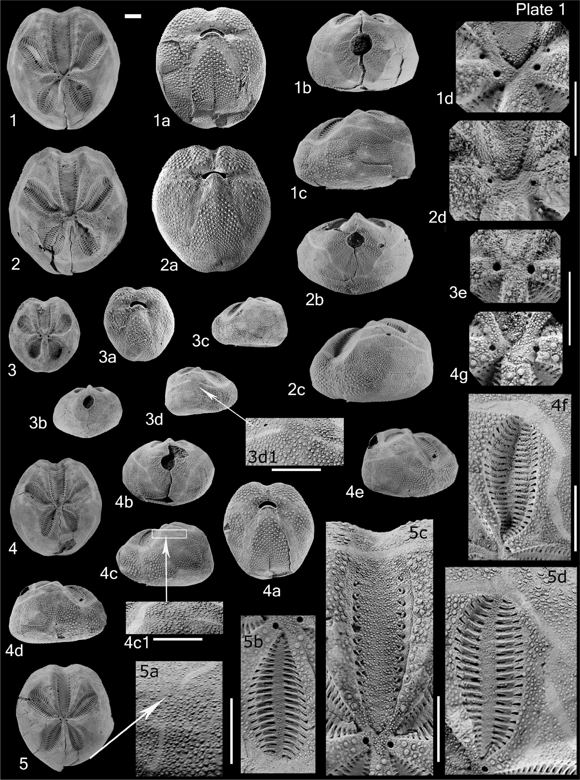 Plate 1