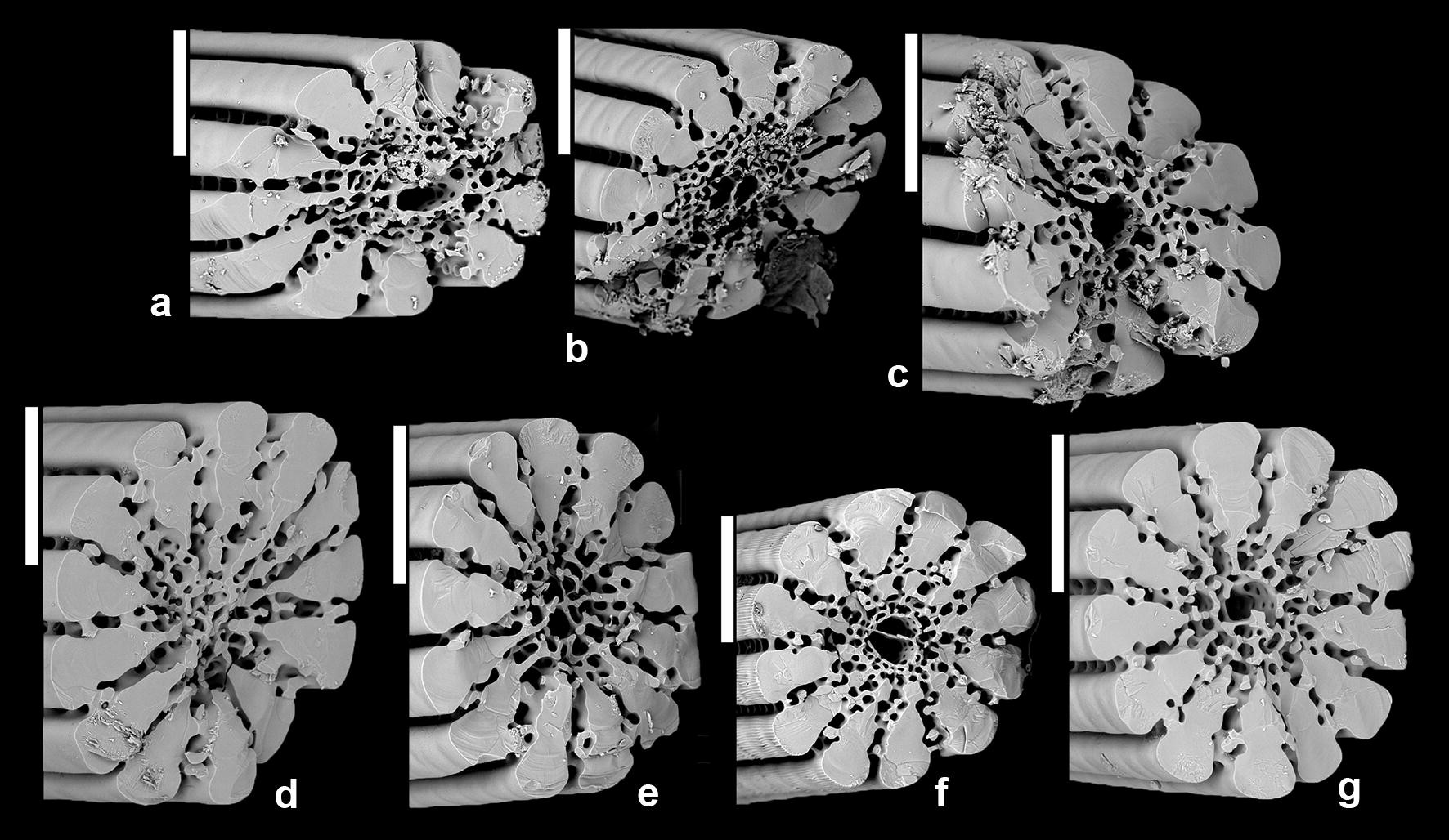 Fig. 11