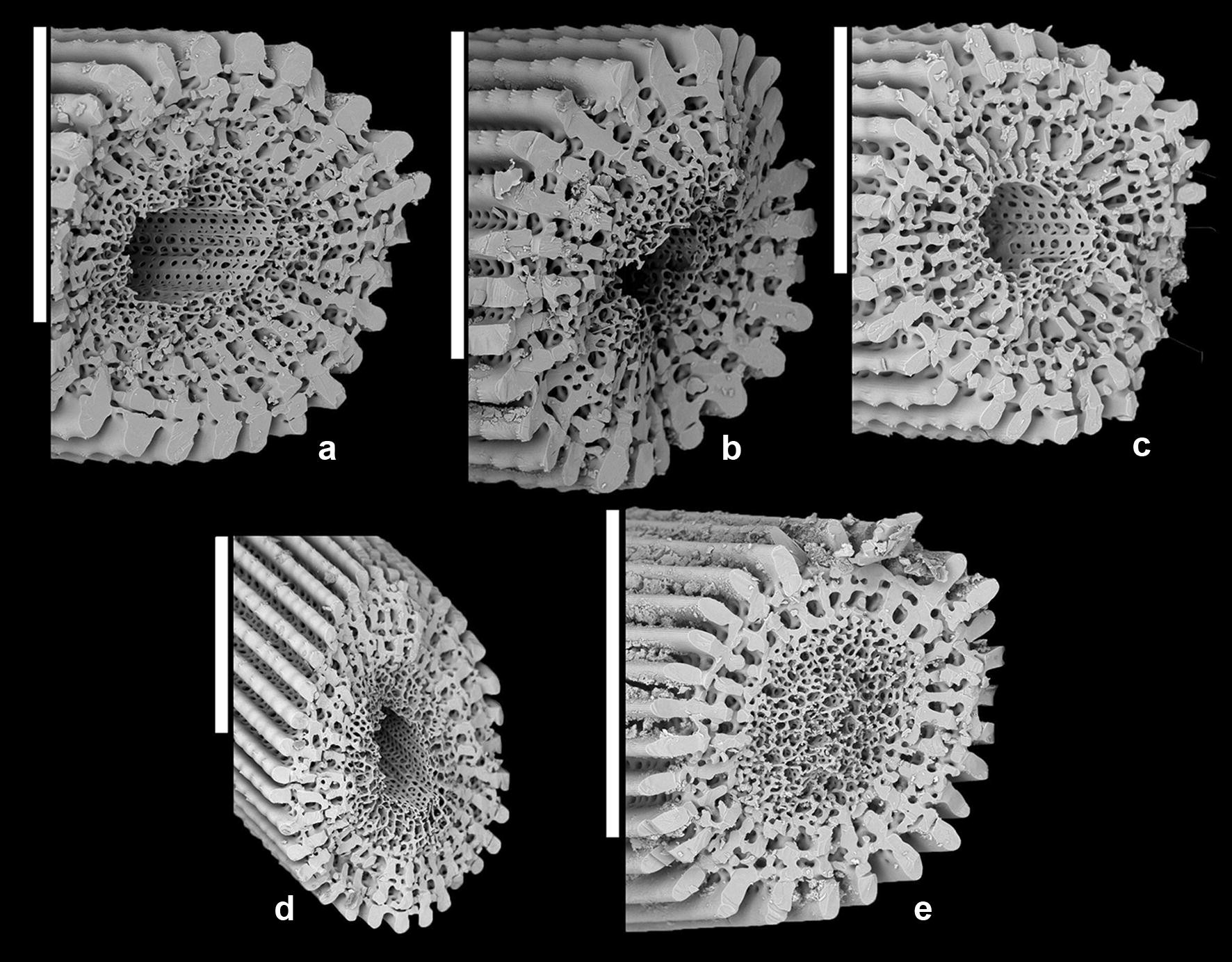 Fig. 12