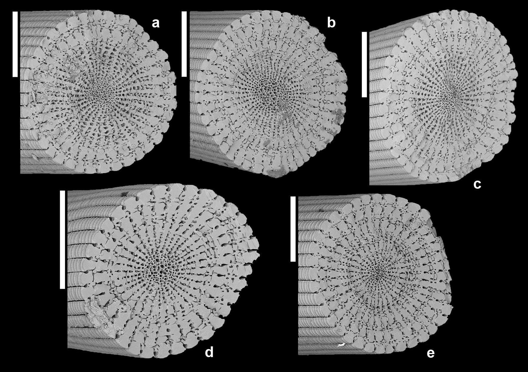 Fig. 14