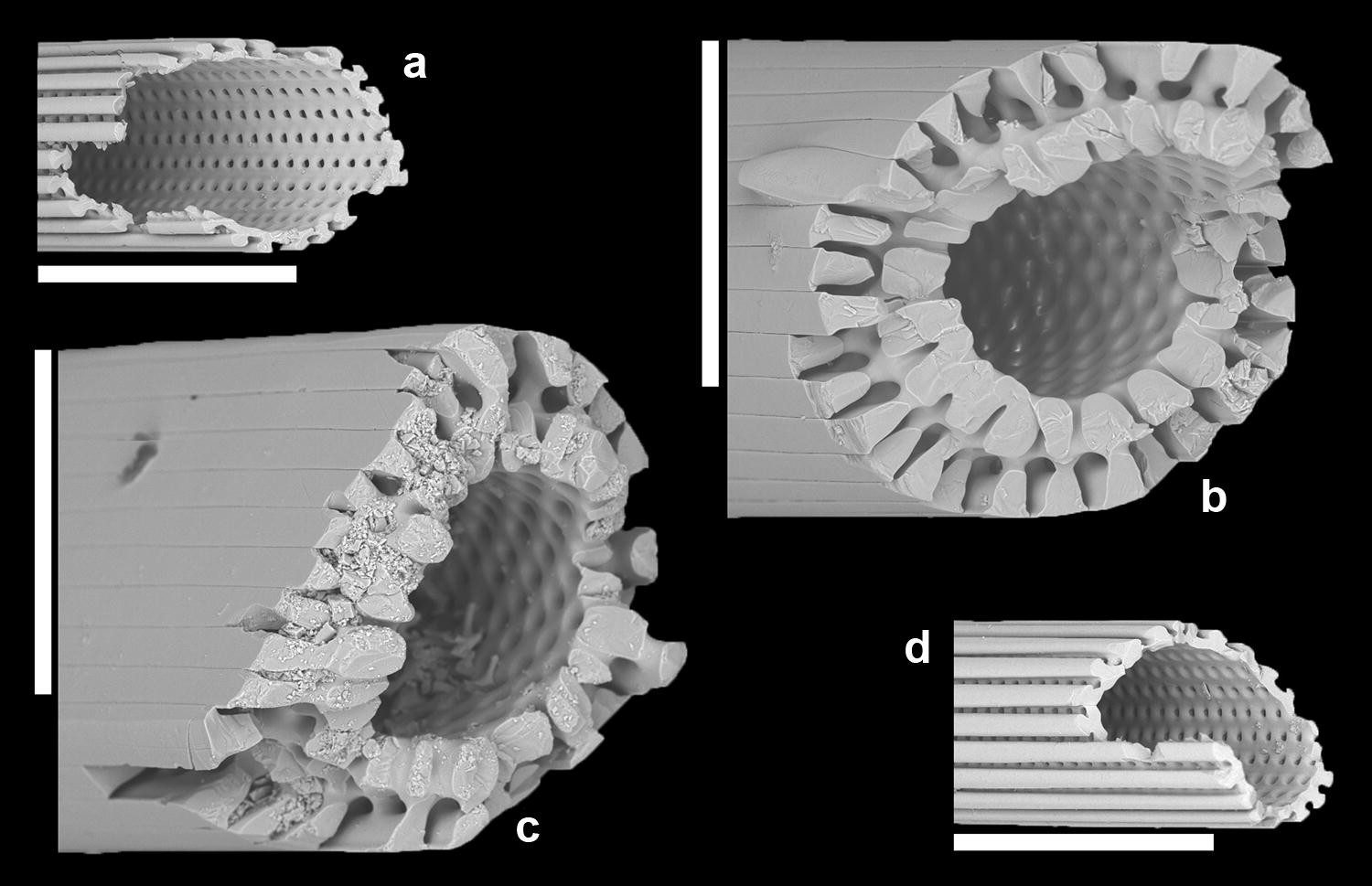 Fig. 4