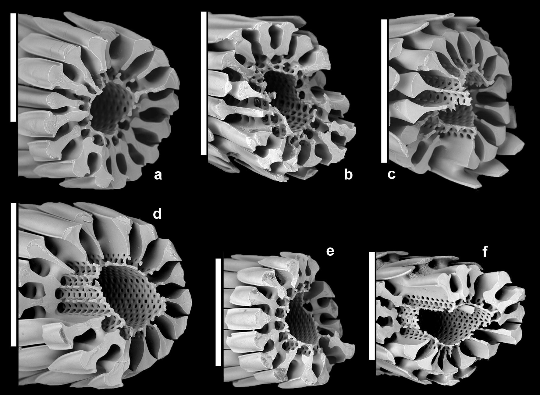 Fig. 7