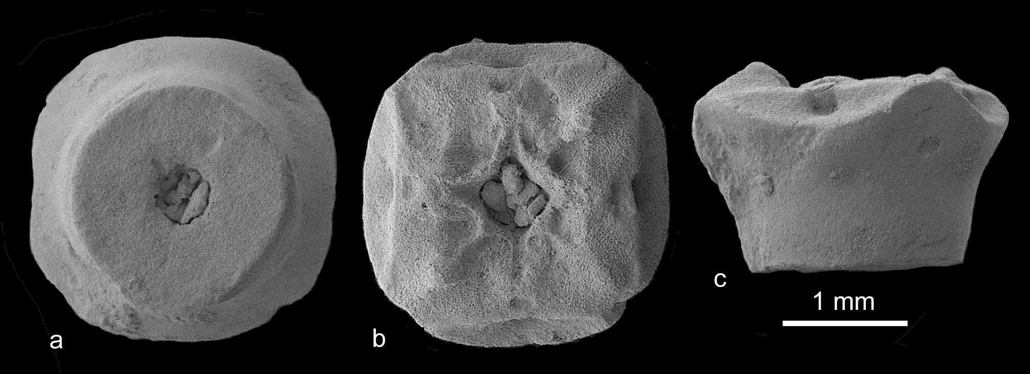 Fig. 11