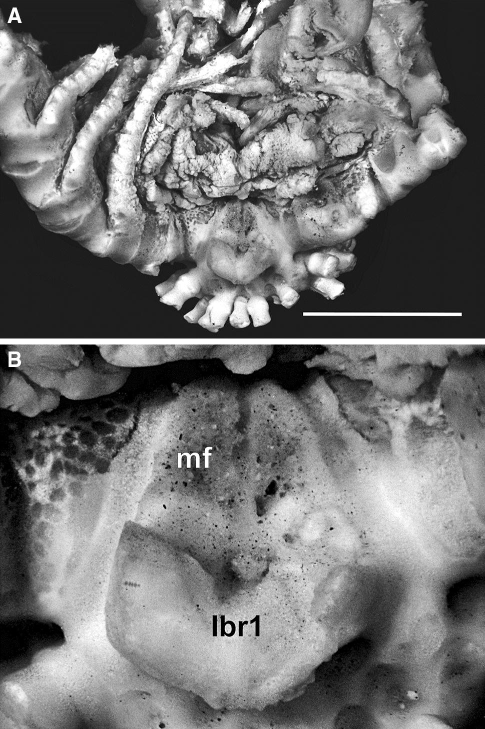 Fig. 2