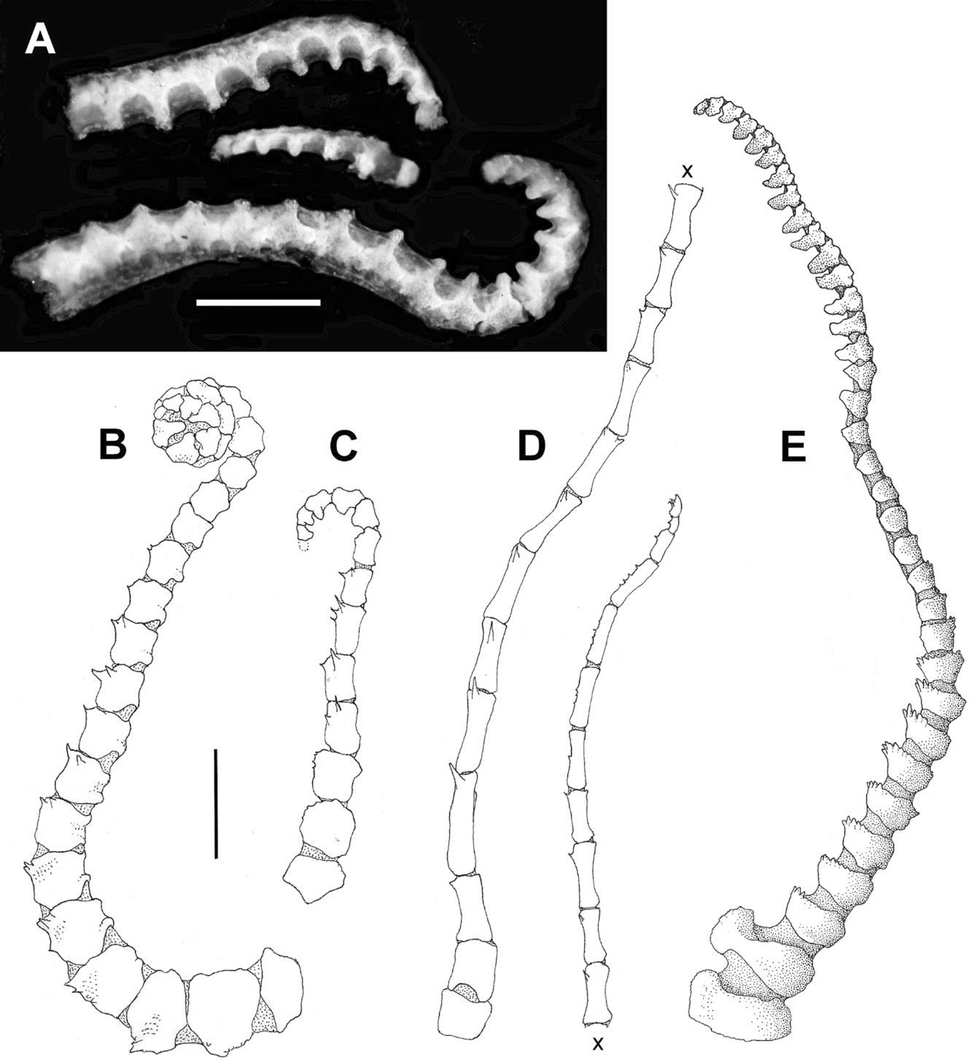 Fig. 5