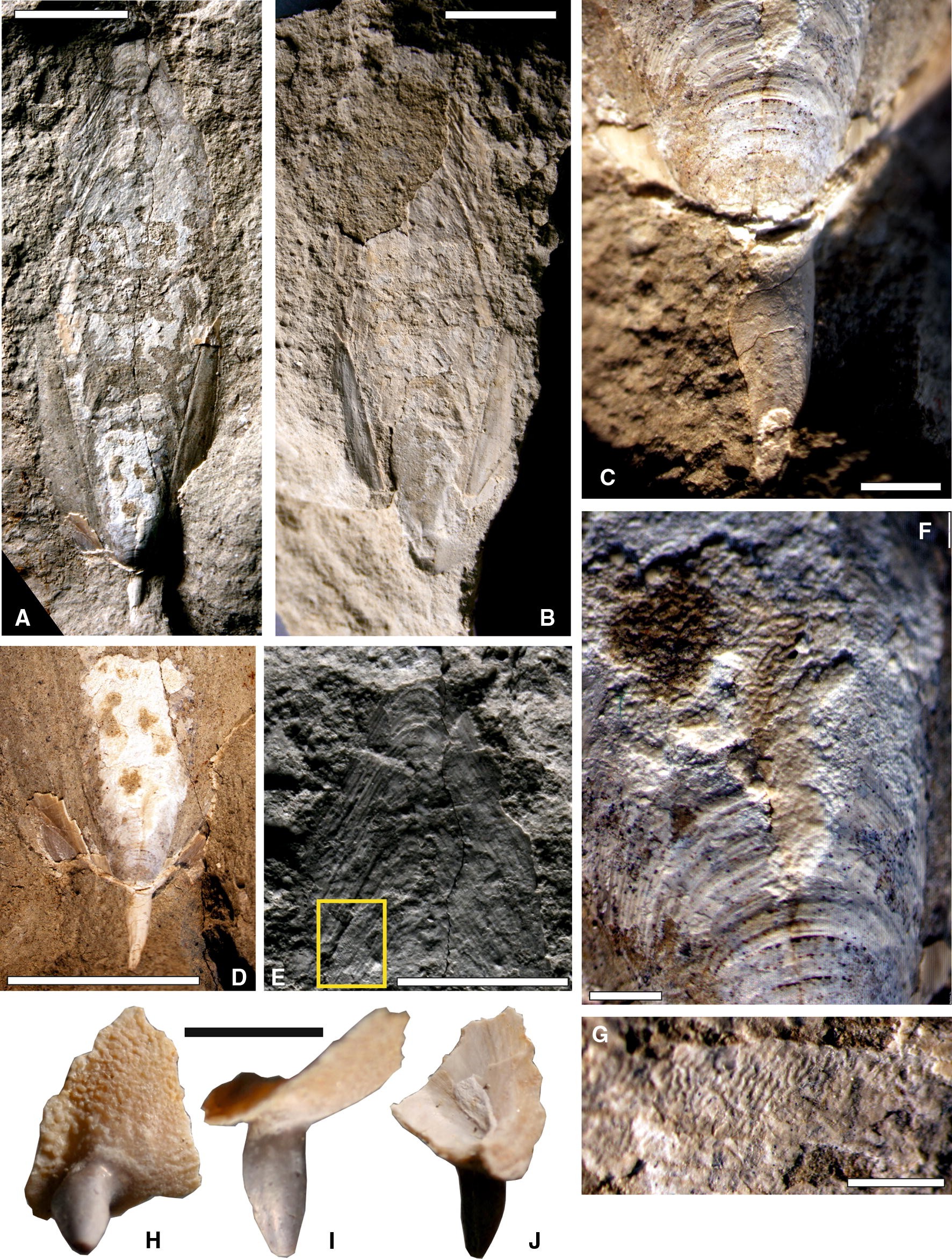 Fig. 3