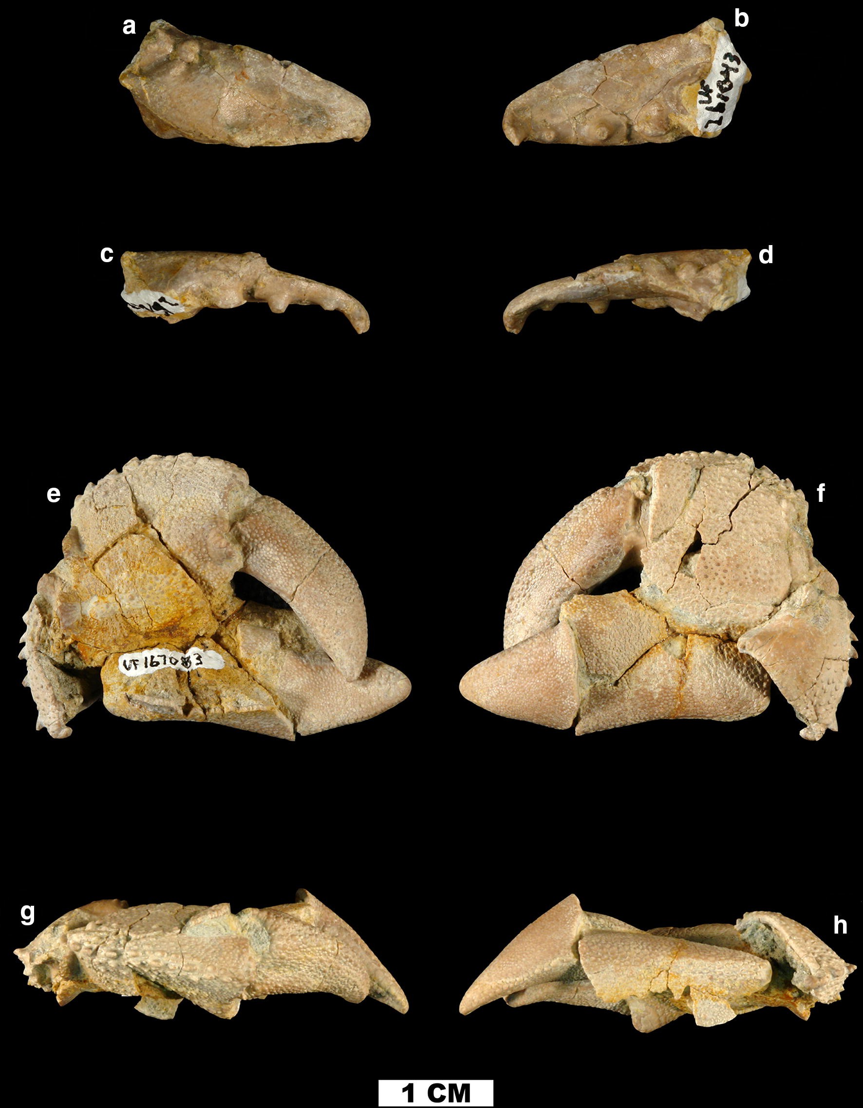 Fig. 1