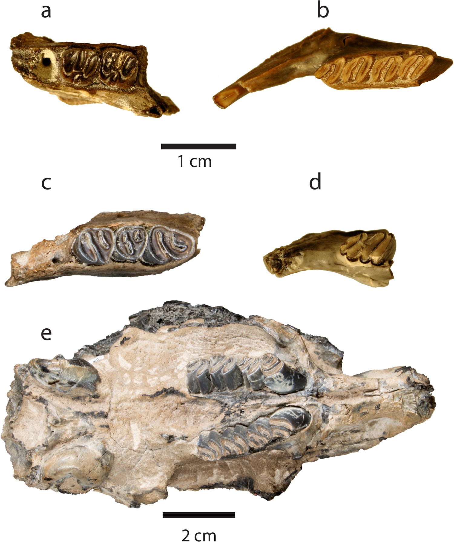 Fig. 6