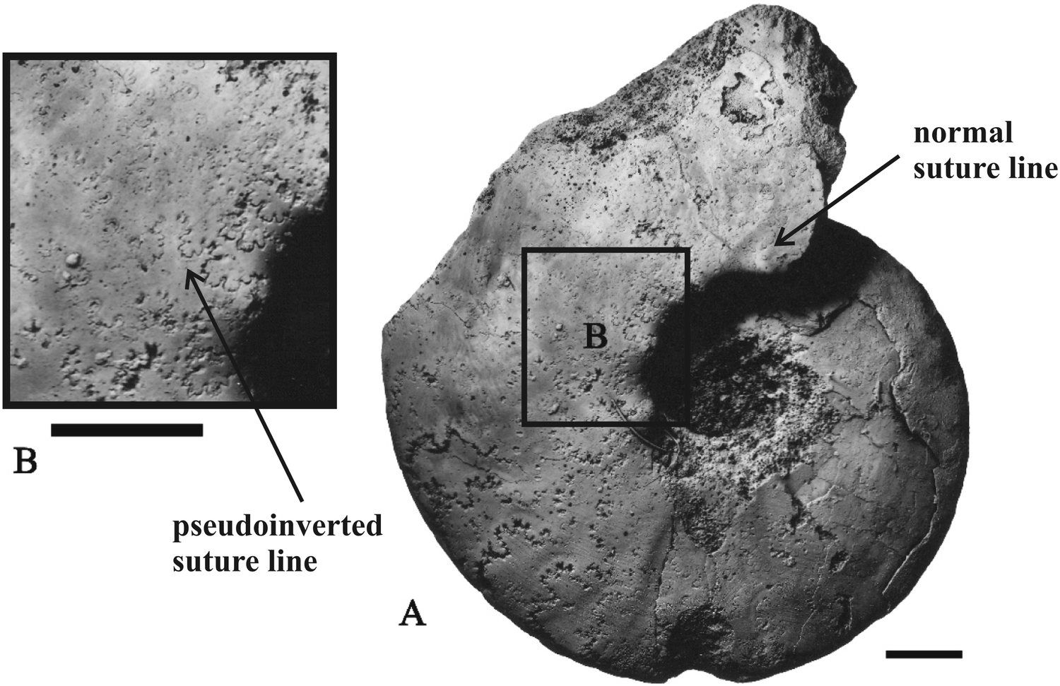 Fig. 10