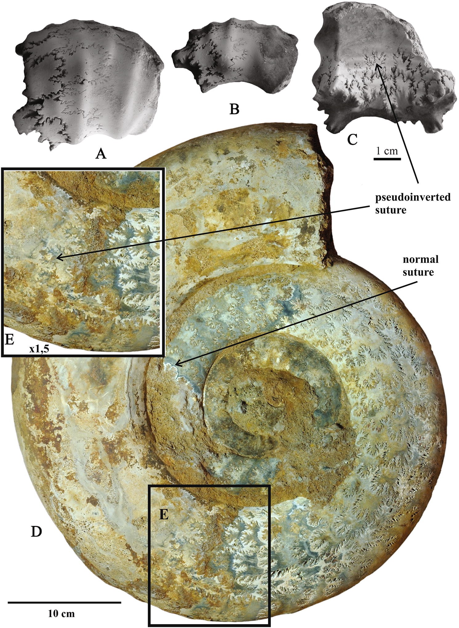 Fig. 5