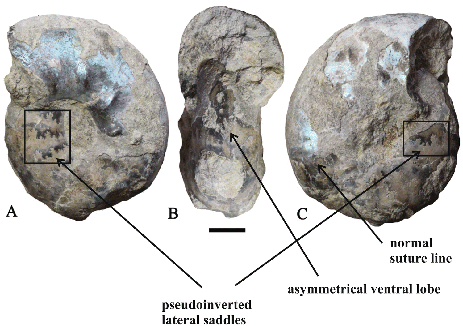 Fig. 9