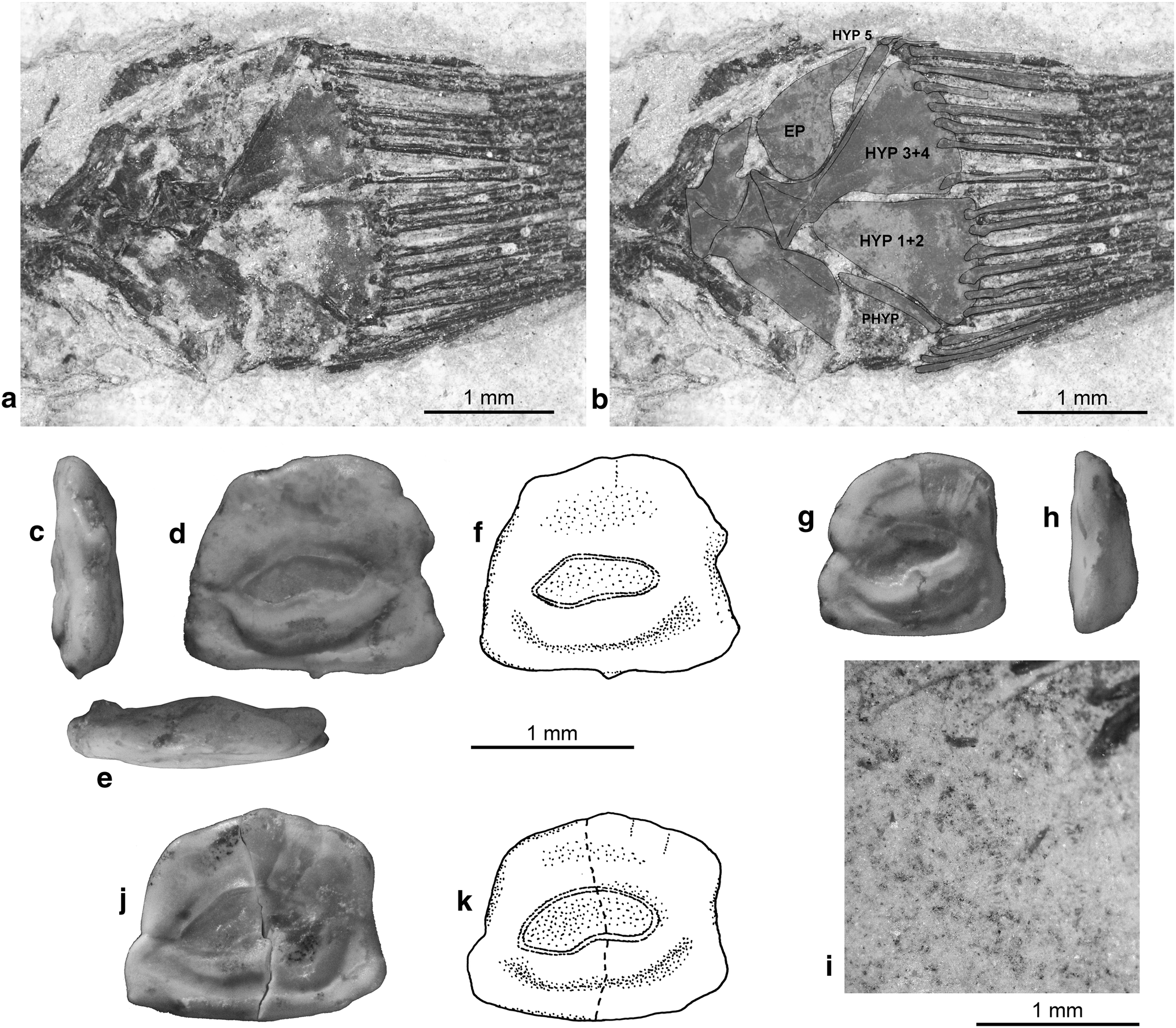 Fig. 12