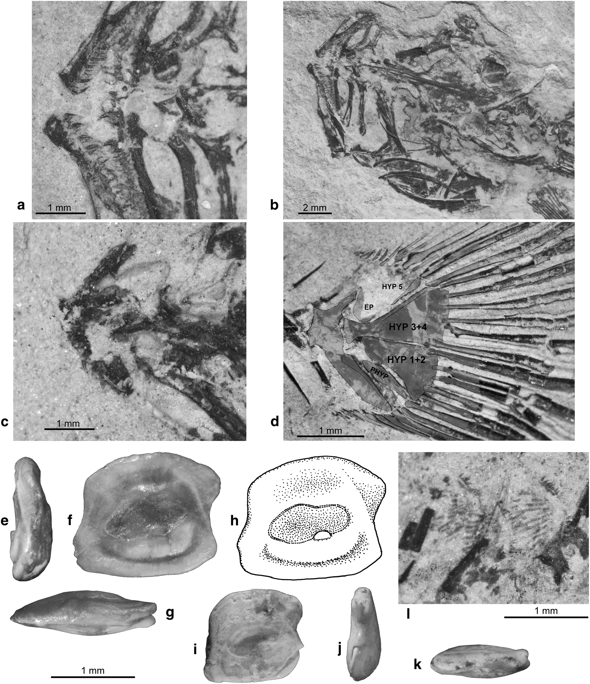 Fig. 5