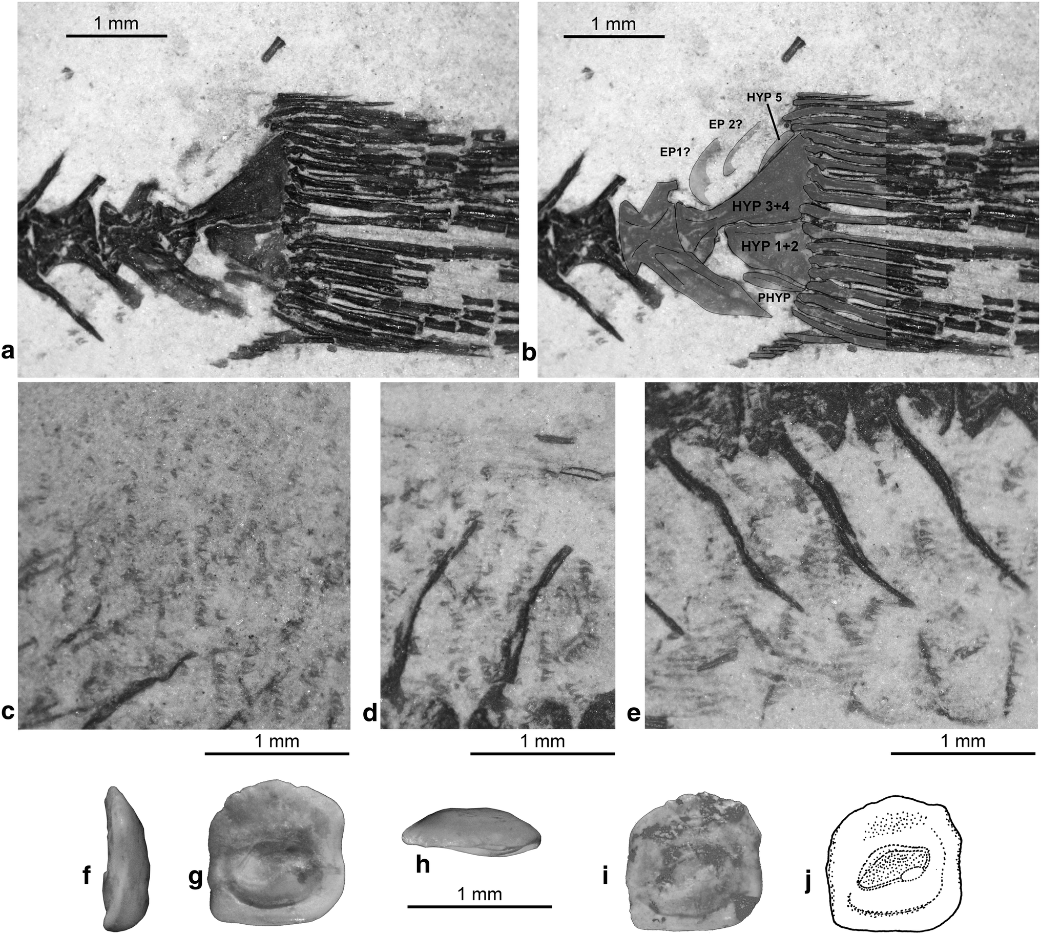 Fig. 9